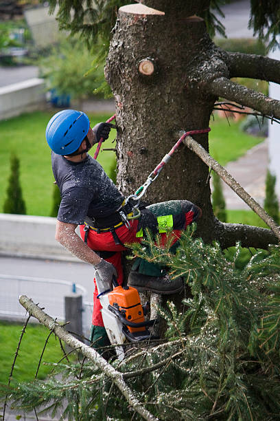 Reliable Bay Village, OH Tree Services Solutions