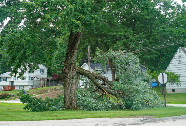 Best Hazardous Tree Removal  in Bay Village, OH