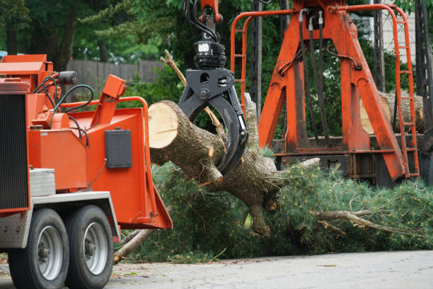  Bay Village, OH Tree Services Pros